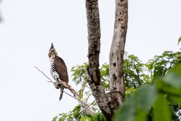 Ornate hawk-eagle (Spizaetus ornatus) in Sarteneja, Belize