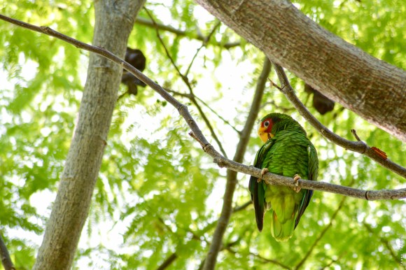 White-fronted parrot (Amazona albifrons) in Sarteneja, Belize